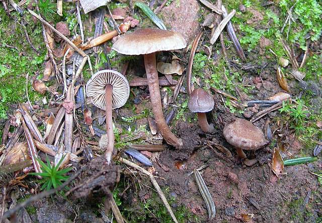 Alcune specie di fine primavera